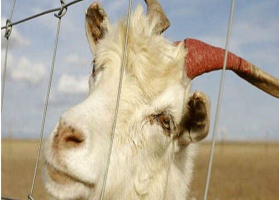 الصين الكهربائية المجلفن لوحات الماعز الأسلاك المبارزة لحيوانات المزرعة، صديقة للبيئة المزود