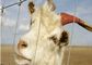 الكهربائية المجلفن لوحات الماعز الأسلاك المبارزة لحيوانات المزرعة، صديقة للبيئة المزود