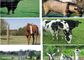 الأمن الماشية الغزلان الماشية سياج لوحات حماية المقاومة للتآكل المزود