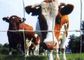 المضادة - التآكل الماشية لوحات التفاف / لوحات سياج مزرعة لتربية الحيوان المزود